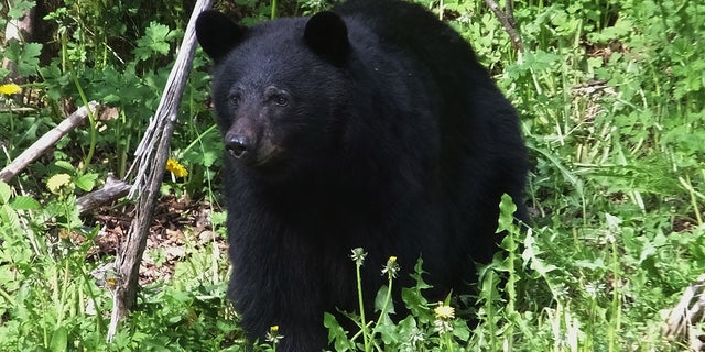 A 16-year-old boy was mauled to death by a black bear in Alaska on Sunday while running a mountain race, state troopers said.