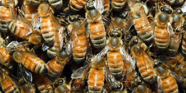 Closeup of honeybees swarming on the queen.