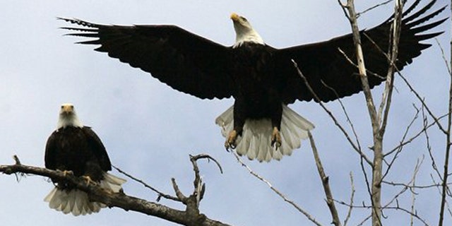 FILE - A bald eagle takes flight from a tree overlooking the Kootenai River near Bonners Ferry, Idaho.