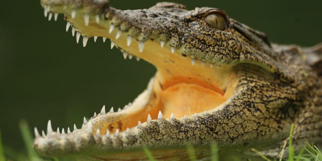 MALELANE, SOUTH AFRICA - DECEMBER 09: A crocodile lies in wait by the 13th green during practice before the Alfred Dunhill Championship at Leopard Creek Country Club on December 9, 2008 in Malelane, South Africa. (Photo by Warren Little/Getty Images)