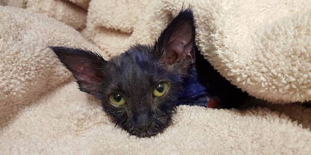 "Smurf" is set to go up for adoption with a partner kitten when he's healed.