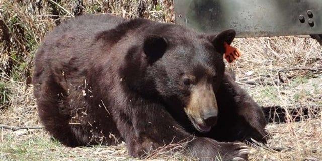 FILE: A bow-and-arrow hunter was hospitalized after being mauled by a balck bear in Southern California.