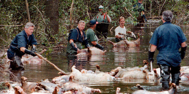 FILE - In this Sept. 24, 1999, file photo, employees of Murphy Family Farms along with friends and neighbors, float a group of dead pigs down a flooded road on Rabon Maready's farm near Beulaville, N.C. The hogs drowned from the floodwaters of the NE Cape Fear River after heavy rains from Hurricane Floyd flooded the area. The heavy rain expected from Hurricane Florence could flood hog manure pits, coal ash dumps and other industrial sites in North Carolina, creating a noxious witches’ brew of waste that might wash into homes and threaten drinking water supplies. (AP Photo/Alan Marler, File)