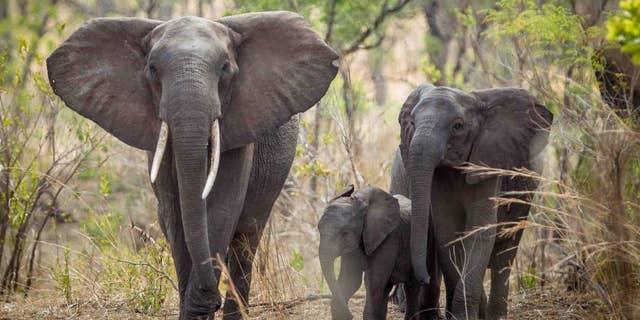 In this photo taken Dec. 2014 and supplied by African Parks elephants are seen roaming near Blantyre, Malawi. Next month, wildlife experts will start moving up to 500 elephants to a sanctuary that they hope will eventually serve as a reservoir to restore some elephant populations in other parts of Africa where the threatened species has been heavily poached. (Morgan Trimble/African Parks via AP)