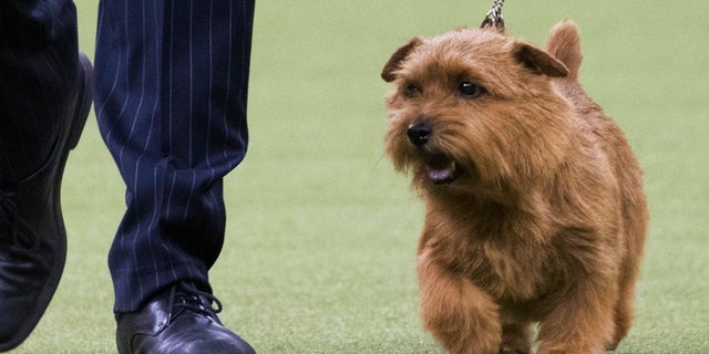 Handler Ernesto Lara leads Winston, a Norfolk terrier, in the ring during the terrier group competition during the 142nd Westminster Kennel Club Dog Show, Tuesday, Feb. 13, 2018, at Madison Square Garden in New York. Winston won best in the terrier group.