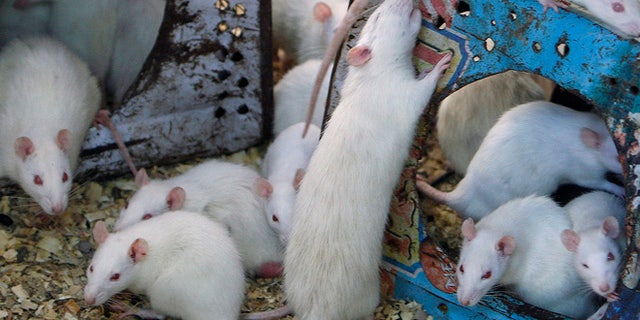June 27, 2009: White mice crawl around tins surrounded by sawdust.