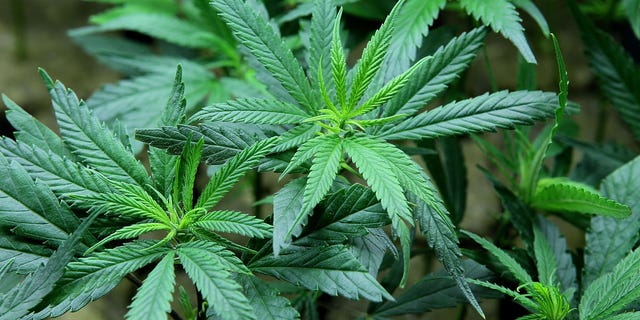 Marijuana refers to the dried flowers, leaves, stems and seeds of cannabis plants.