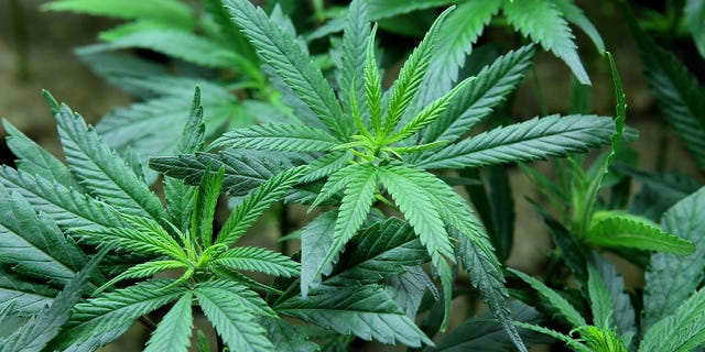 Marijuana refers to the dried flowers, leaves, stems and seeds of cannabis plants.