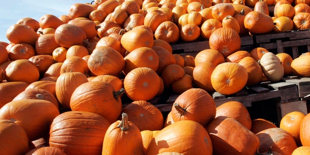 Here are some amazing fall activities guaranteed to keep your entire gang active, engaged and energized. (AP Photo/Michael Dwyer)