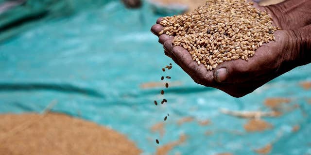 FILE - In this Sunday, May 19, 2013 file photo, a farmer holds grains of wheat in his hands on a field in Fayoum, 60 miles, (100 kilometers), south of Cairo, Egypt. Egypt's farmers have begun the annual wheat harvest. This year, it comes as the government is trying to rein in its decades-old policy of subsidizing bread with a new electronic smart-card system. The minister of supply says that the new system will save the government money and better target the country's poorest. He also says that Egypt, the world's largest importer of wheat, will continue to rely on foreign sources for the staple crop. Unrest in Ukraine has pushed up wheat prices worldwide in recent months. (AP Photo/Hassan Ammar, File)