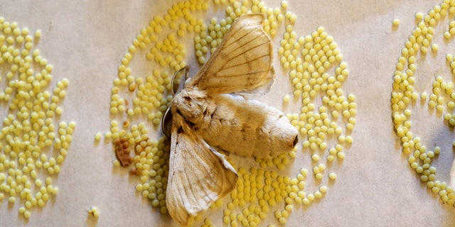File photo: A silkmoth is seen at the CRA research unit in Padua, Italy, June 4, 2015. (REUTERS/Alessandro Bianchi)