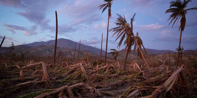 FILE - In this Oct. 10, 2016 file photo, banana and coconut trees are bent and broken along a southern coast road near the town of Roche-a-Bateau, Haiti, left behind by Hurricane Matthew. Hundreds of thousands of people in southern Haiti are facing food shortages three months after the storm destroyed crops and livestock in the region, international aid organization Oxfam said Wednesday, Jan. 4, 2017. (AP Photo/Rebecca Blackwell, File)