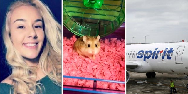 Belen Aldecosea claimed an Spirit Airlines employee suggested she flush her emotional support hamster, Pebbles (middle), down the toilet after the rodent was refused on board.