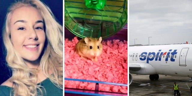 Belen Aldecosea claimed an Spirit Airlines employee suggested she flush her emotional support hamster, Pebbles (middle), down the toilet after the rodent was refused on board.