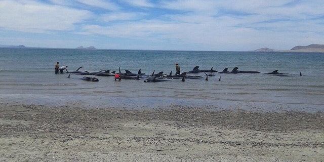 In this image released by Mexico's Secretary of the Navy on May 15, 2016, soldiers and villagers try in vain to move beached whales into deeper waters in a beach known as Playa Bufeo, near Ensenada in Mexico's Gulf of California. Mexico’s Navy said in a statement Sunday that its personnel along with soldiers, agents of the environmental ministry and local fishermen worked Saturday and into Sunday trying to save the whales but ultimately, of the 27 that came ashore, only three were saved. (SEMAR via Associated Press)