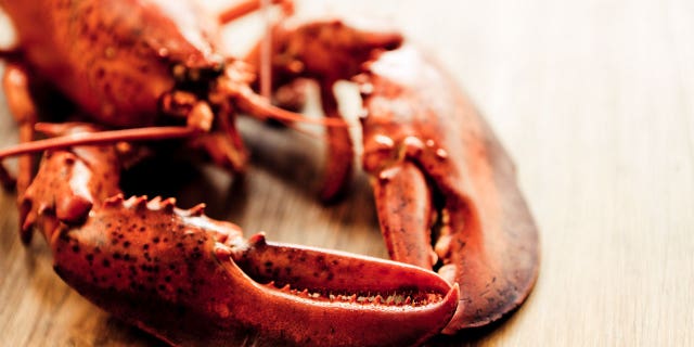 An extremely old Long Island lobster was recently saved from becoming dinner.