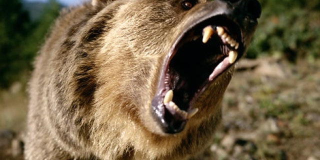 The grizzly bear population around Yellowstone National Park has rebounded after years as a protected species.