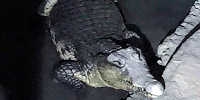Russian police discover crocodile in basement during weapons raid | Fox ...