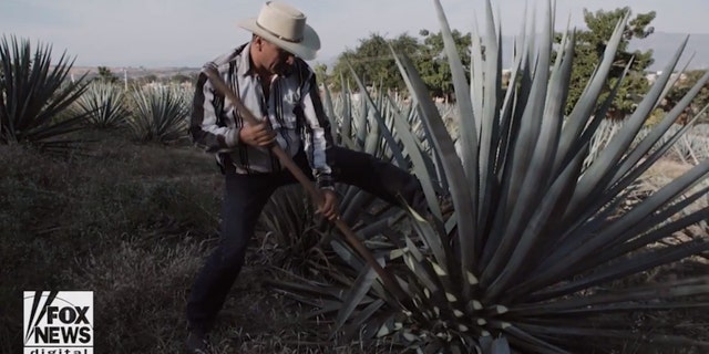 Tequila production is now confined to certain locations in Mexico — and only from distillers who use Blue Weber Agave plants. Anything else is a mezcal.