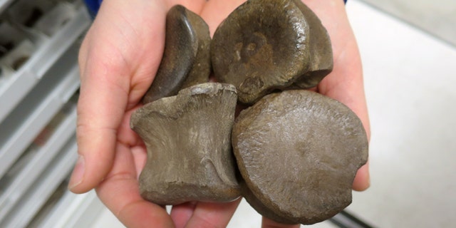 In this 2015 photo released by the University of Alaska Museum of the North, a handful of dinosaur bones are seen after they were discovered at the Liscomb Bonebed on the Colville River, near Nuiqsut.