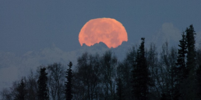 The full moon disappears over Soldotna, Alaska on Wednesday, November 28, 2012, setting behind the peaks of the Alaskan Range just before sunrise.