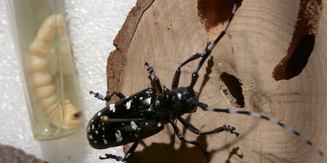 A dead Asian longhorned beetle in its adult stage, front, and as a larva at the state Department of Resources and Economic Development Division of Forest and Lands office in Hillsboro, N.H. Records show the number of border inspections and pest detections plummeted for several years, weakening the country's protections against foreign bugs and costing the nation's $1 trillion farming industry more than any U.S. terror incident since 9/11.
