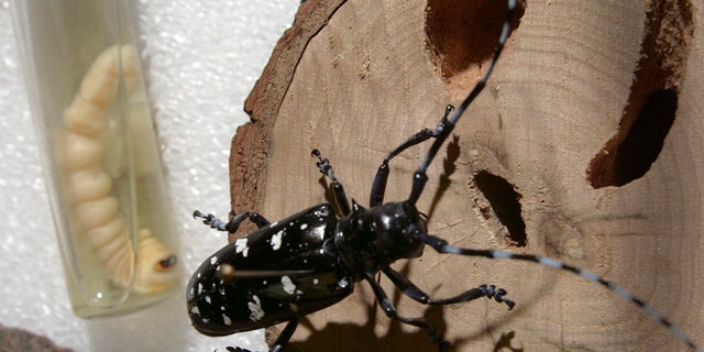 A dead Asian longhorned beetle in its adult stage, front, and as a larva at the state Department of Resources and Economic Development Division of Forest and Lands office in Hillsboro, N.H. Records show the number of border inspections and pest detections plummeted for several years, weakening the country's protections against foreign bugs and costing the nation's $1 trillion farming industry more than any U.S. terror incident since 9/11.
