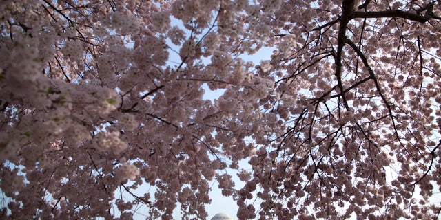 The Jefferson Memorial is framed by cherry blossom trees in full bloom along the Tidal Basin in Washington.