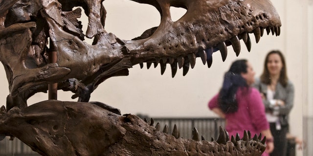 A cast of a Tyrannosaurus rex discovered in Montana greets visitors as they enter the Smithsonian Museum of Natural History in Washington, Tuesday, April 15, 2014. The original fossilized bones of this T. rex arrived at the museum Tuesday and will be reassembled for display. (AP Photo/J. Scott Applewhite)