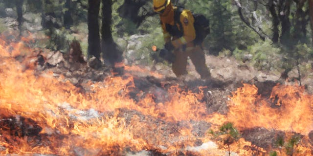 September 23, 2014: A firefighters sets a controlled burn with a drip torch while fighting the King Fire in Mosquito, Calif. (AP Photo/Marcio Jose Sanchez)