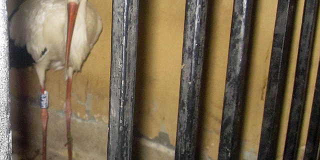 A migrating stork is held in a police station after a citizen suspected it of being a spy and brought it to the authorities in the Qena governorate, some 450 kilometers (280 miles) southeast of Cairo, Egypt.