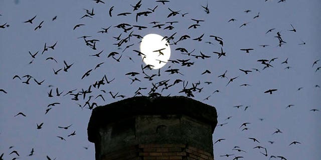 In this Tuesday, Sept. 13, 2016 photo,tThe moon is visible in the background as a multitude of migratory Vaux's Swifts flock to roost for the night inside a large, brick chimney at Chapman Elementary School in Portland, Ore. Numbers of Vaux's Swifts are in decline, in part scientists say because of the destruction of the brick chimneys that they use to roost during their annual fall migration. (AP Photo/Don Ryan)