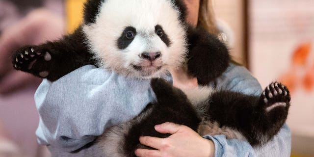 Animal keeper Nicole MacCorkle holds Bei Bei, the National Zoo&amp;#39;s newest panda and offspring of Mei Xiang and Tian Tian. (AP Photo/Andrew Harnik)