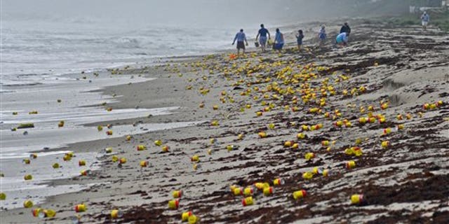 Thousands of cans and vacuum packed bricks of Cafe Bustelo brand coffee have washed up on the beaches of Indialantic, Fla., on Tuesday, Dec. 8, 2015, most likely from a barge container that had fallen overboard this past weekend. The coffee began washing ashore along an area over a mile long in Brevard County, on the east coast of Cental Florida. People began cleaning up the mess, or decided to enjoy some free java. (Tim Shortt/Florida Today via AP)