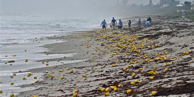 Thousands of cans and vacuum packed bricks of Cafe Bustelo brand coffee have washed up on the beaches of Indialantic, Fla., on Tuesday, Dec. 8, 2015, most likely from a barge container that had fallen overboard this past weekend. The coffee began washing ashore along an area over a mile long in Brevard County, on the east coast of Cental Florida. People began cleaning up the mess, or decided to enjoy some free java. (Tim Shortt/Florida Today via AP)
