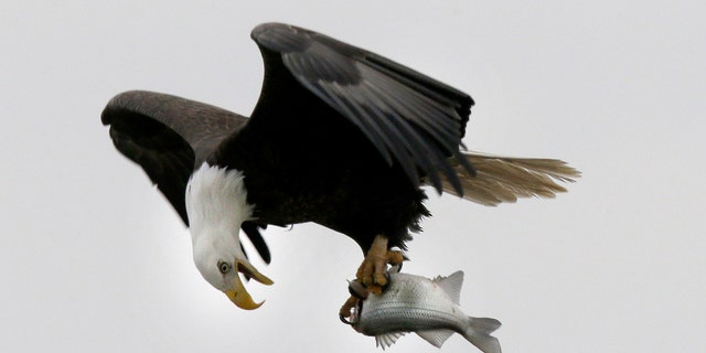 In this Jan. 28, 2016, photo, a bald eagle holds a fish taken from the Haw River below Jordan Lake in Moncure, North Carolina. Jordan Lake, a 14,000-acre reservoir in the Triangle Region of the state is home to a dozen or more pairs of nesting bald eagles. The many miles of shoreline make for a perfect habitat for the nation's symbol.