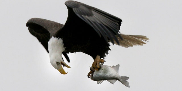 In this photo taken on January 28, 2016, a bald eagle holds a fish from the Howe River below Jordan Lake in Moncourt, North Carolina.  Lake Jordan, a 14,000-acre reservoir in the State Triangle, is home to a dozen or more breeding pairs of bald eagles.  Many miles of coastline create the perfect habitat for a national icon.