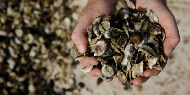 Oyster cultivator Don Merry holds his oyster seed before spreading the seed into the waters of Duxbury Bay in Duxbury, Mass. Oyster harvesting on Massachusetts' South Shore has been closed since Aug. 30, 2013 due to bacterial contamination from the Vibrio parahaemolyticus bacteria and may remain closed until mid-October. (AP Photo/Stephan Savoia)