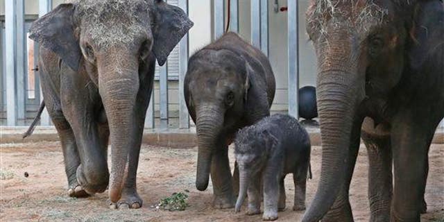 Elephants are shown in this file photo.