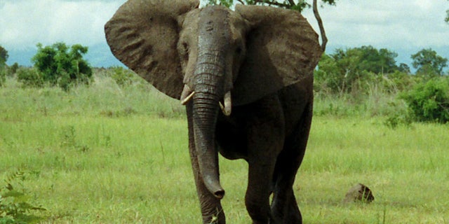 An African bush elephant grazes in Mikumi National Park, Tanzania. A similar elephant on the rampage in Nepal may be repsonsible for 11 deaths.
