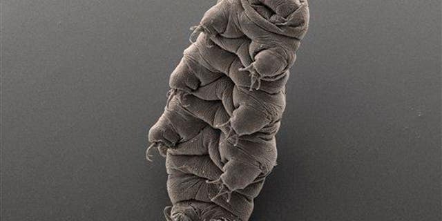 A tardigrade.