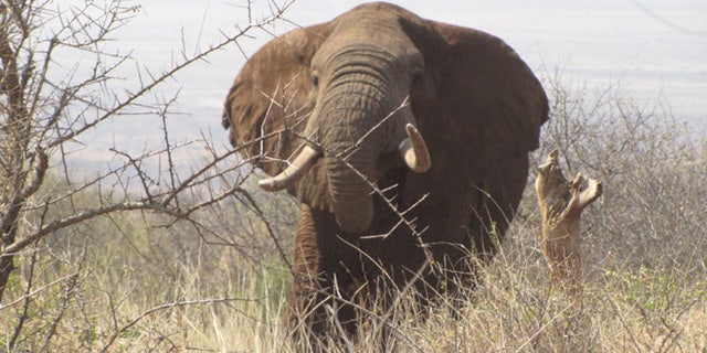 The Air Shepherd program hopes to stop illegal poaching of elephant tusks and rhino horns. Ivory has long been a lucrative item on the black market with a single tusk fetching as much as $75,000. (AirShepherd.org)