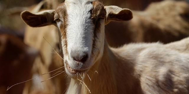 June 19, 2013: In this photo, a goat grazes on a patch of San Francisco International Airport land in San Francisco.