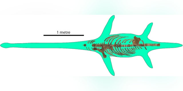 Researchers have recovered a number of bones from the newfound long-necked plesiosaur.