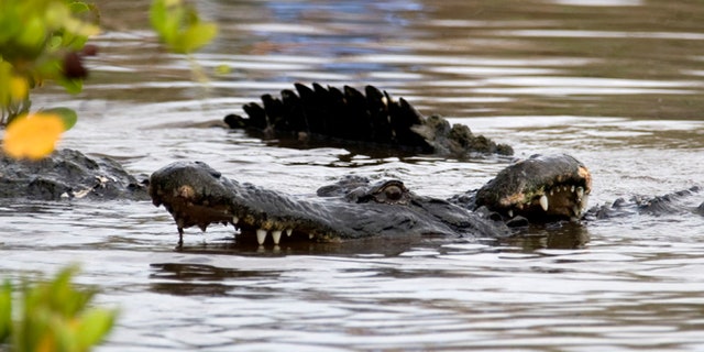 Mississippi couple sues ExxonMobil over alleged alligator