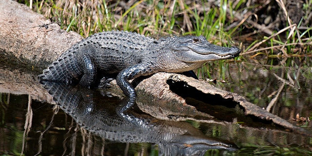 New Jersey police say they are looking for an alligator that was spotted out and about this week.
