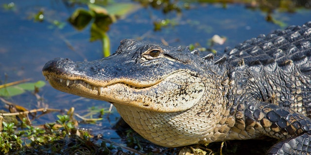 A stock image of an alligator. An odd video shows a man brandishing a gator as he shopped for beer at a Florida business.