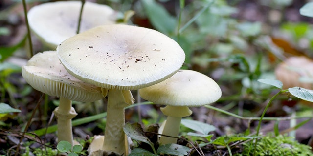 Amanita phalloides, commonly known as a "death cap" mushroom, can harm dogs if eaten.