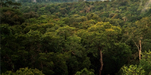 A view of the Amazon basin forest north of Manaus, Brazil. A U.N. report stated that global warming is threatening the forests -- a statement that was recently discredited.