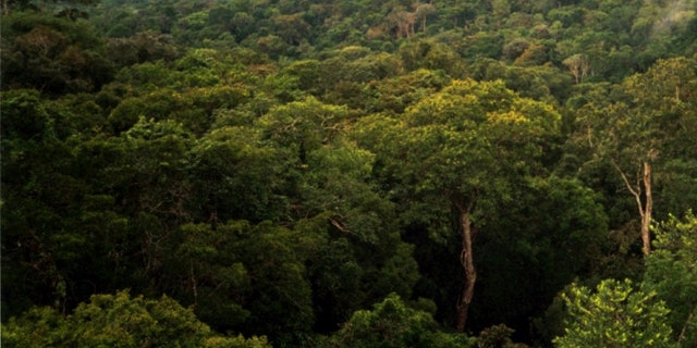 A view of the Amazon basin forest north of Manaus, Brazil. A U.N. report stated that global warming is threatening the forests -- a statement that was recently discredited.
